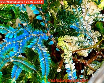 Selaginella willdenowii variegated,irirdescent, VERY RARE#2