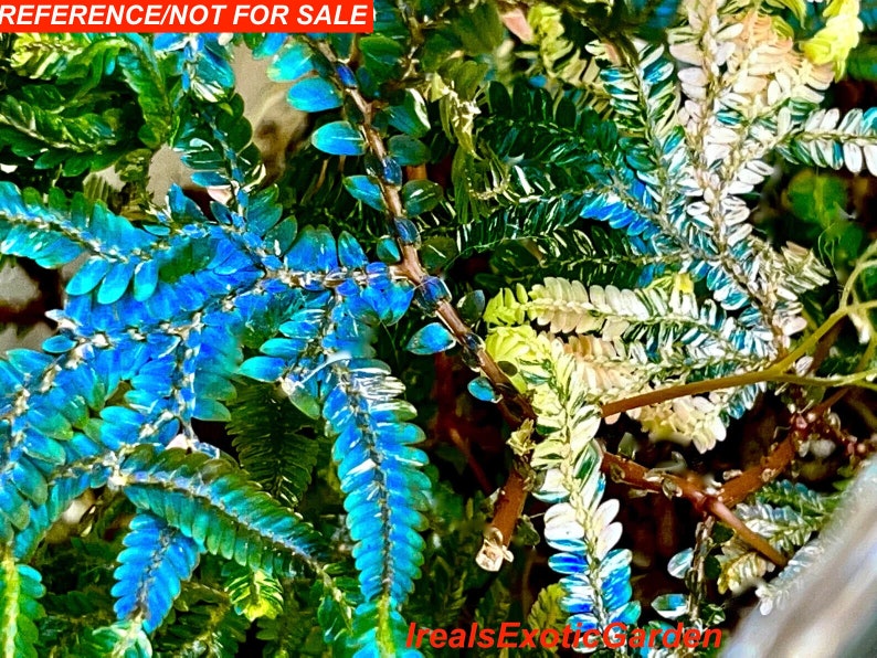 REVERTED Selaginella willdenowii variegated, NOn VARIEGATED offset, irirdescent, RARE1 image 1