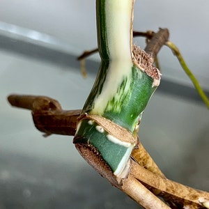 Variegated Monstera Albo Borsigiana rooted cutting image 6