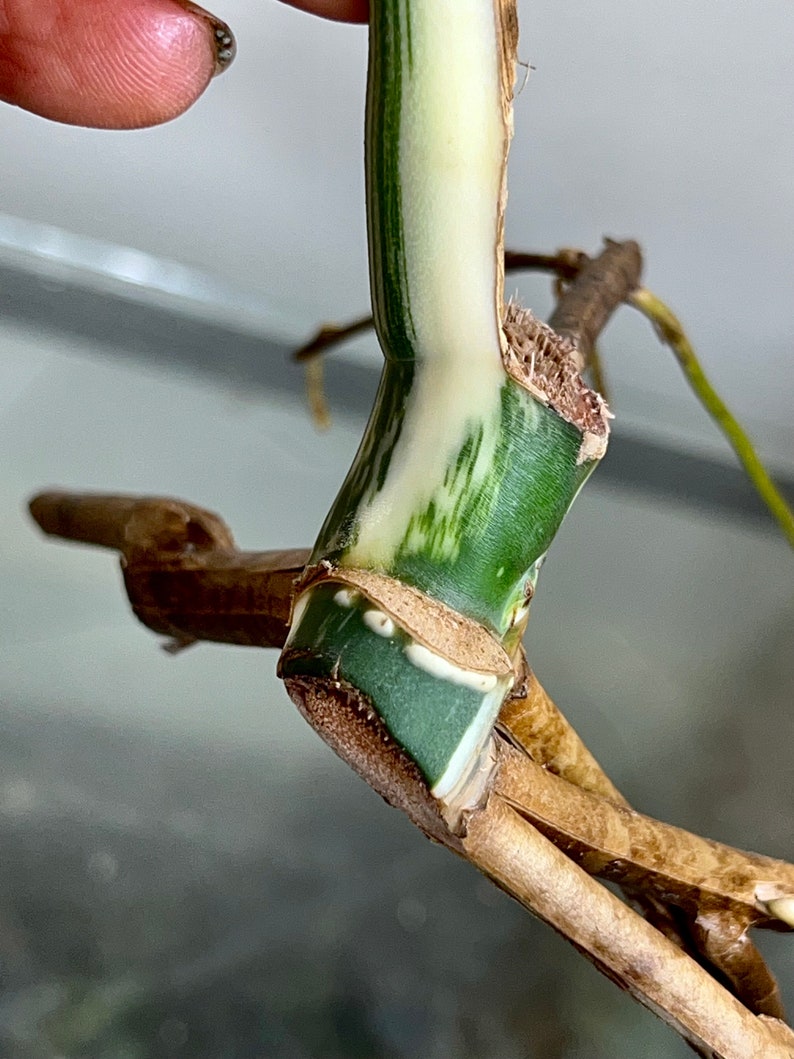 Variegated Monstera Albo Borsigiana rooted cutting image 6