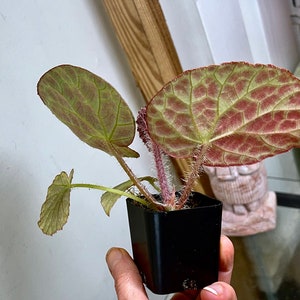 Begonia rockii,terrarium culture 5a image 7