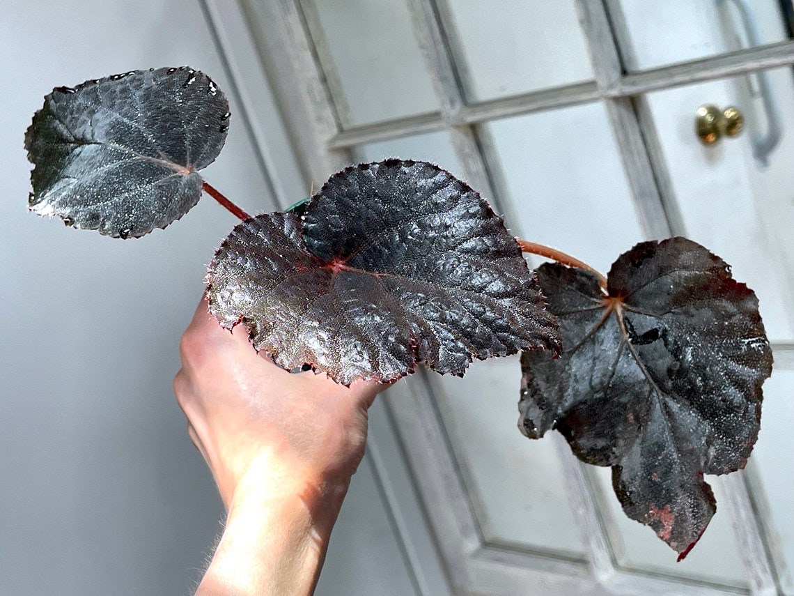 Begonia U485 iridescent species terrarium culture RARE4 Etsy