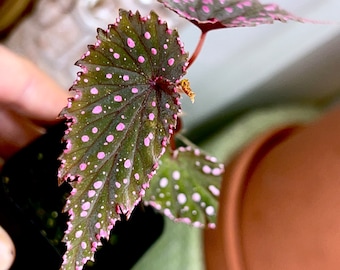 Begonia gracilicyma,#3