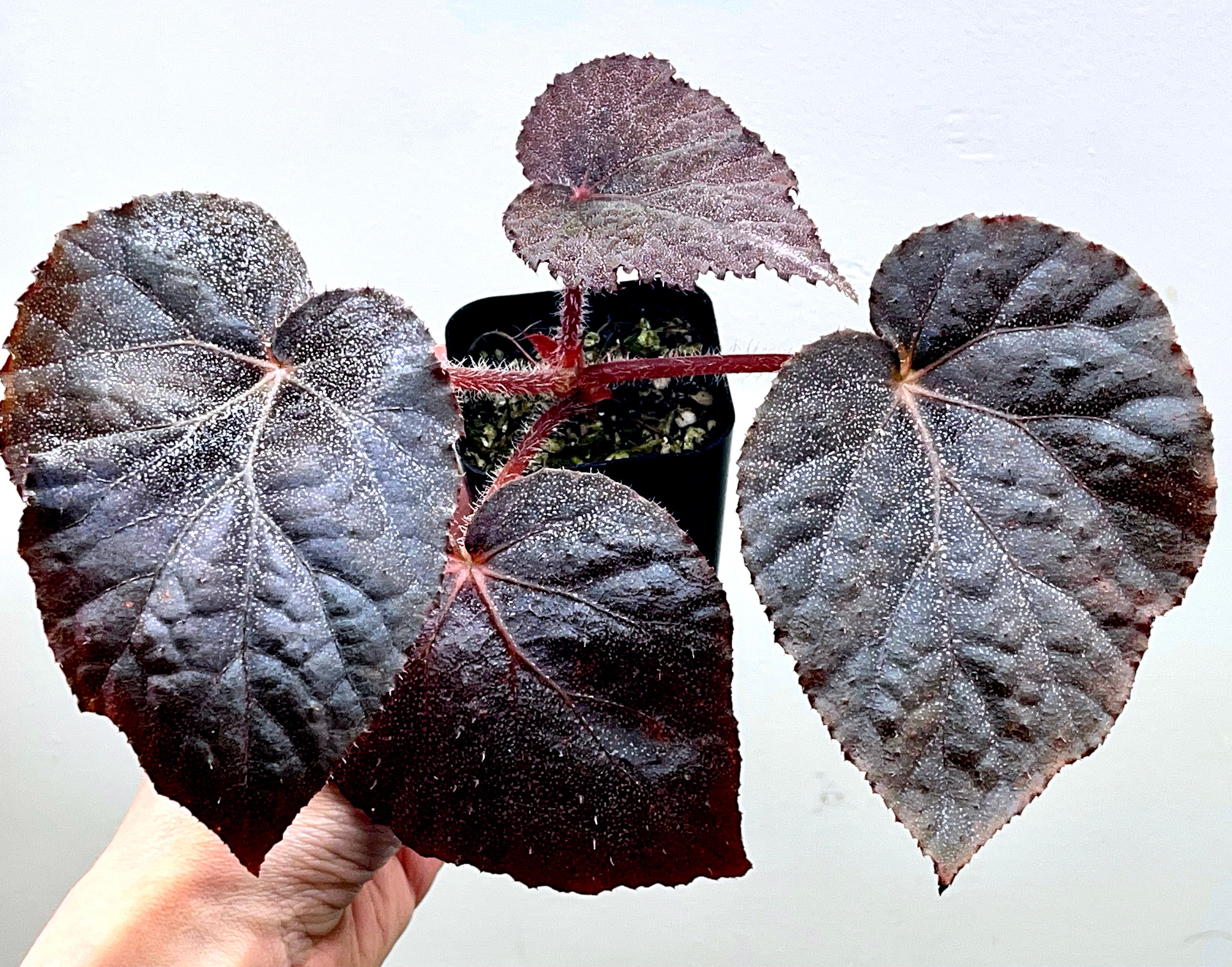 Begonia U485 iridescent species terrarium culture RARE3 Etsy