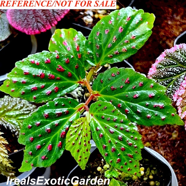 Begonia fuscisetosa, terrarium culture, VERY RARE#1