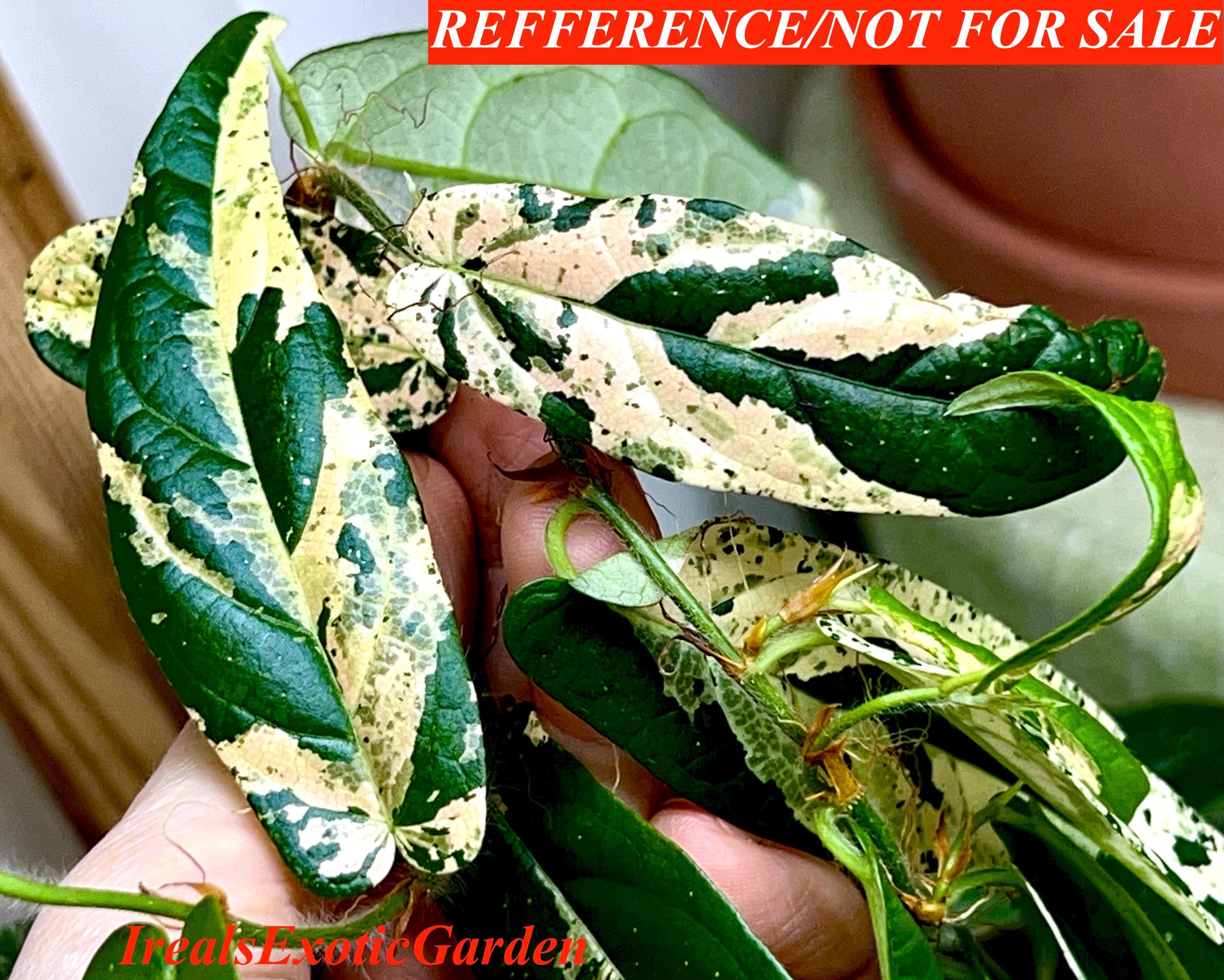 Ficus Sagittata Variegated - Etsy