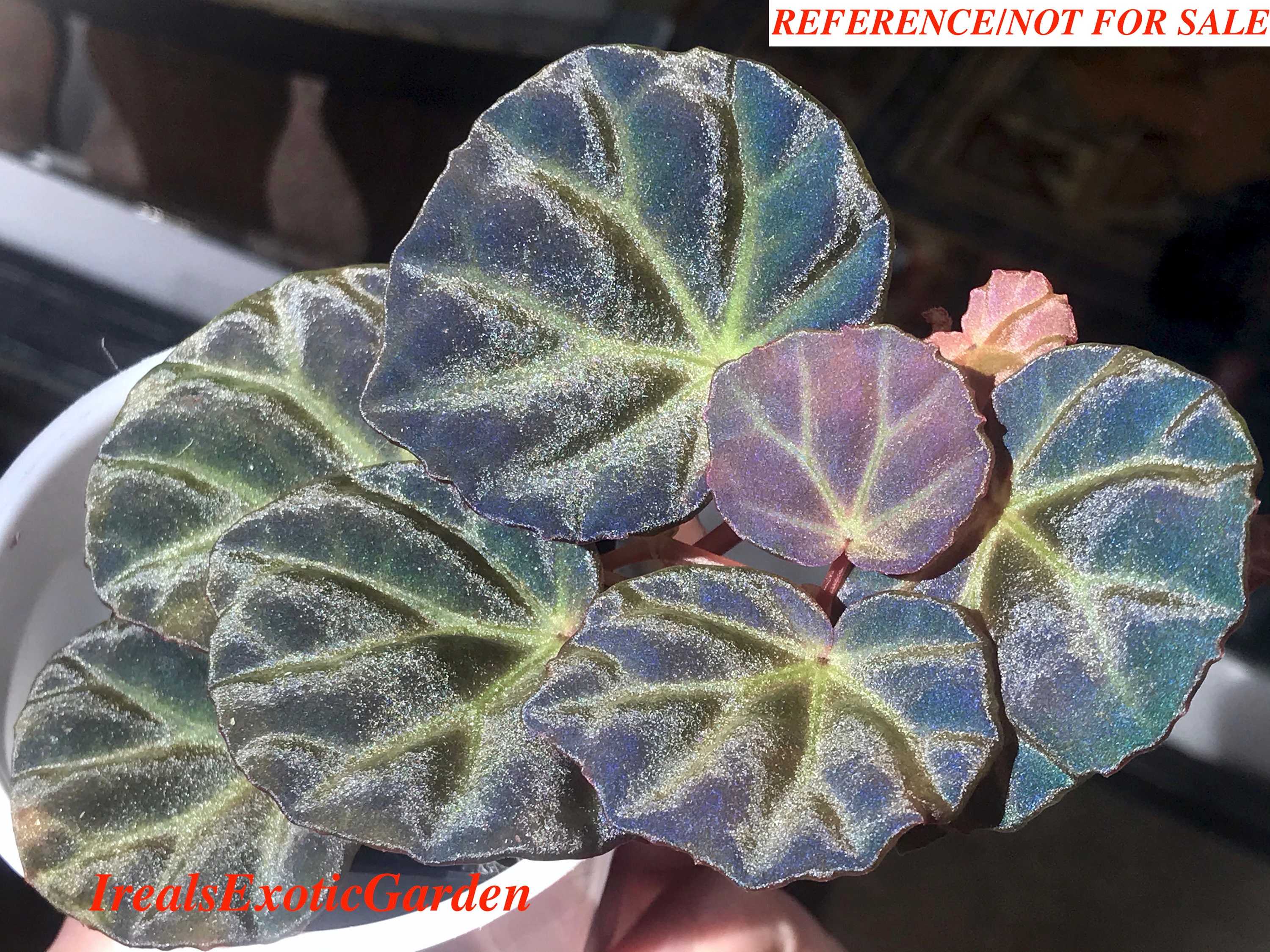 begonia sarawak begonia sarawak