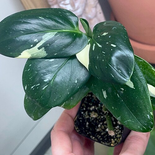 Aroid Monstera standleyana shops variegated fully rooted plant, RARE #1