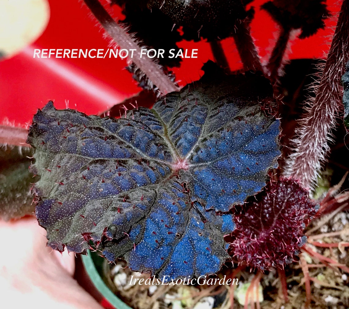 Begonia U485 iridescent species terrarium culture RARE4 Etsy