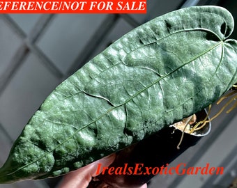 Aroid Anthurium sp. "Limon", rooted plant, VERY RARE#G