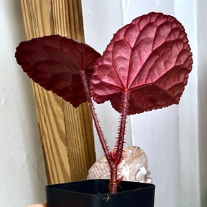 Begonia anisosepala, terrarium culture, RARE2 image 4