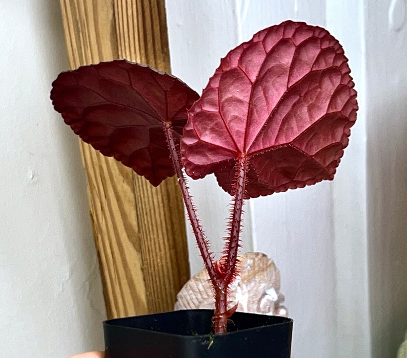 Begonia anisosepala, terrarium culture, RARE2 image 4