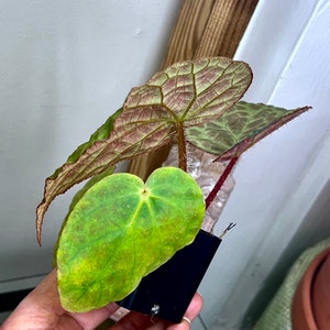 Begonia rockii,terrarium culture C1 image 5