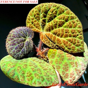 Begonia rockii,terrarium culture 5a image 1