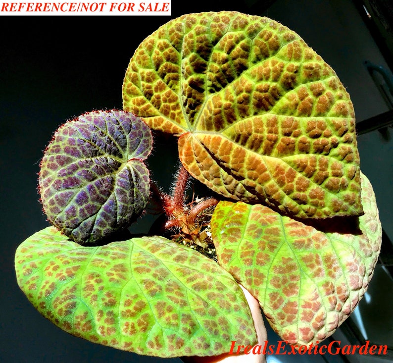 Begonia rockii,terrarium culture C1 image 2