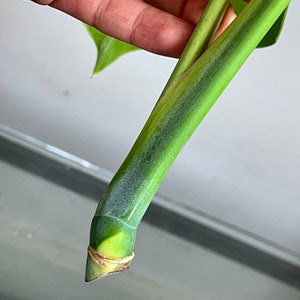 Variegated Monstera Albo Borsigiana TOP cutting image 6