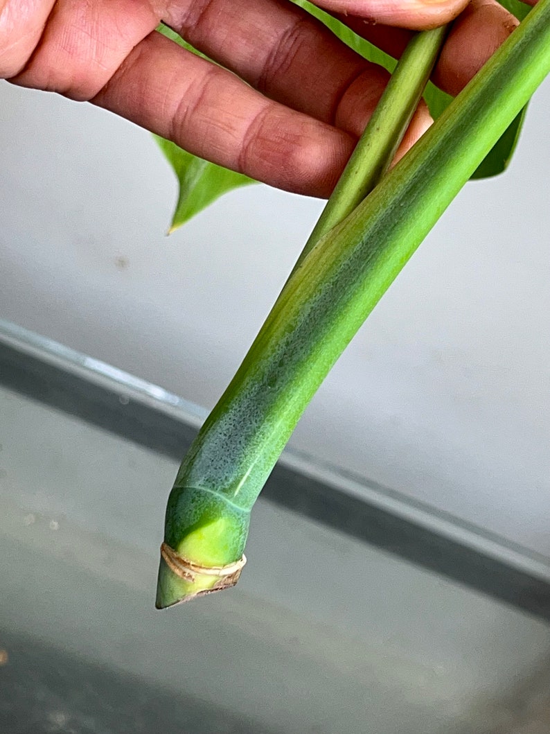 Variegated Monstera Albo Borsigiana TOP cutting image 6