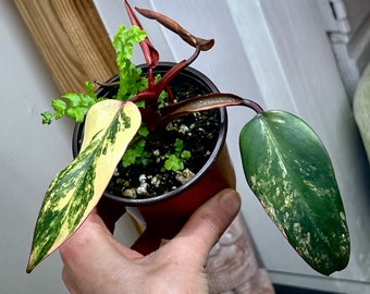 Philodendron Strawberry Shake variegated, rooted#K