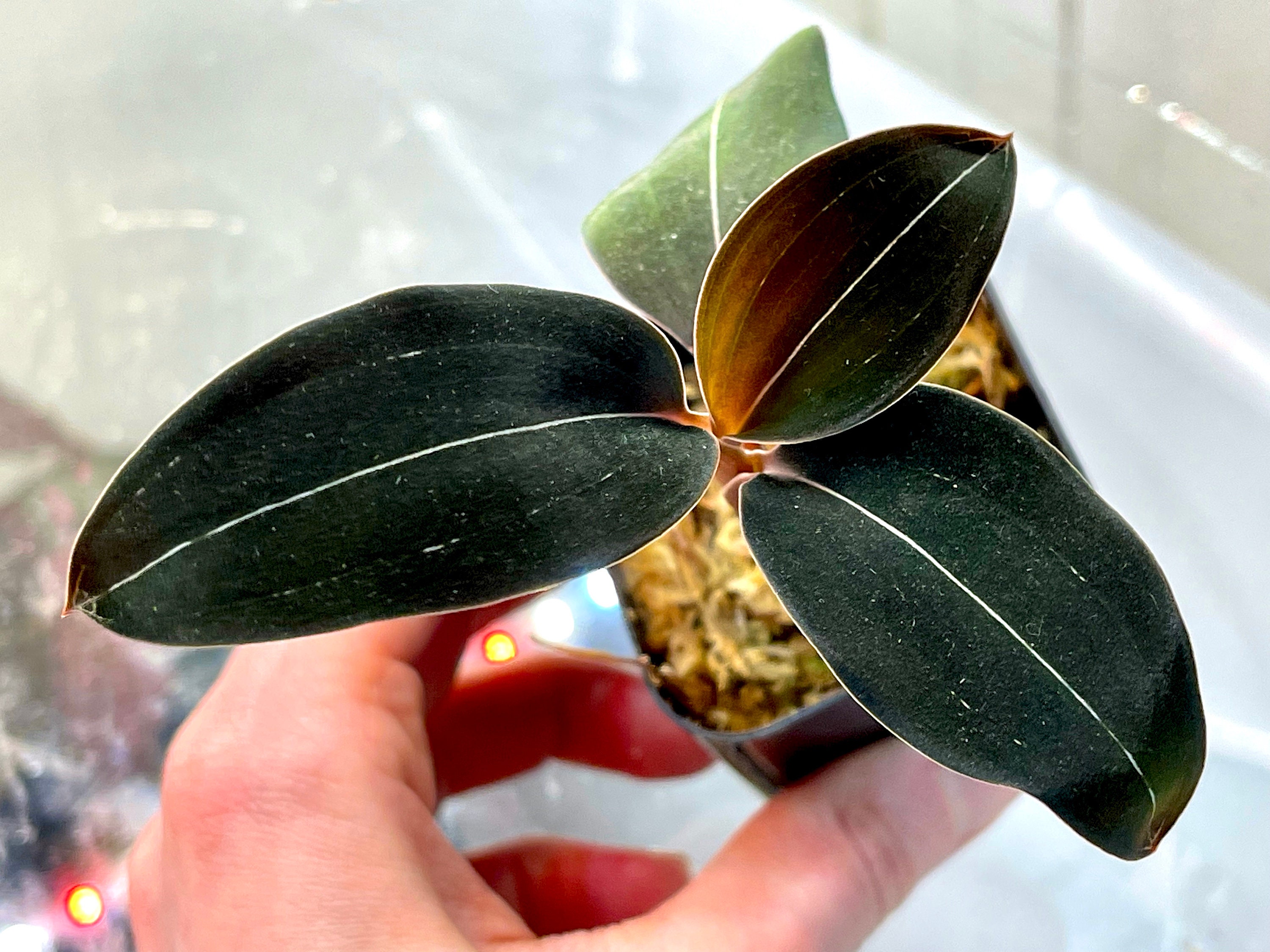 Jewel Orchid Ludisia discolor var. nigricans Black Jewel | Etsy