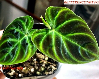 Philodendron verrucosum dwarf Purple, w/Red back CUTTING