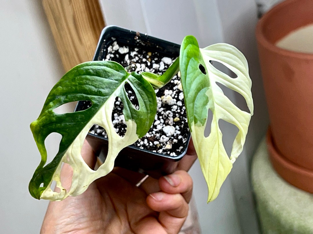 Monstera Adansonii Variegate Archipelago Albok8 Etsy