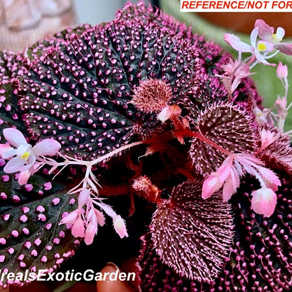 Begonia ocellata x Begonia baik, for terrarium only! #2/16