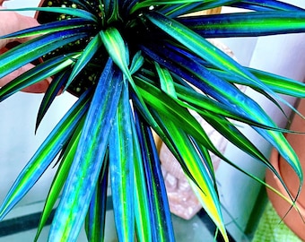 Mapania caudata wide leaf, iridescent foliage, terrarium culture, VERY RARE#1a