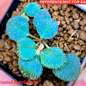 Sarcopyramis Sp. Parvifolia,iridescent Foliage, Terrarium Culture