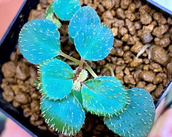 Sarcopyramis Sp. Borneo, Highly Iridescent! for Terrarium Only