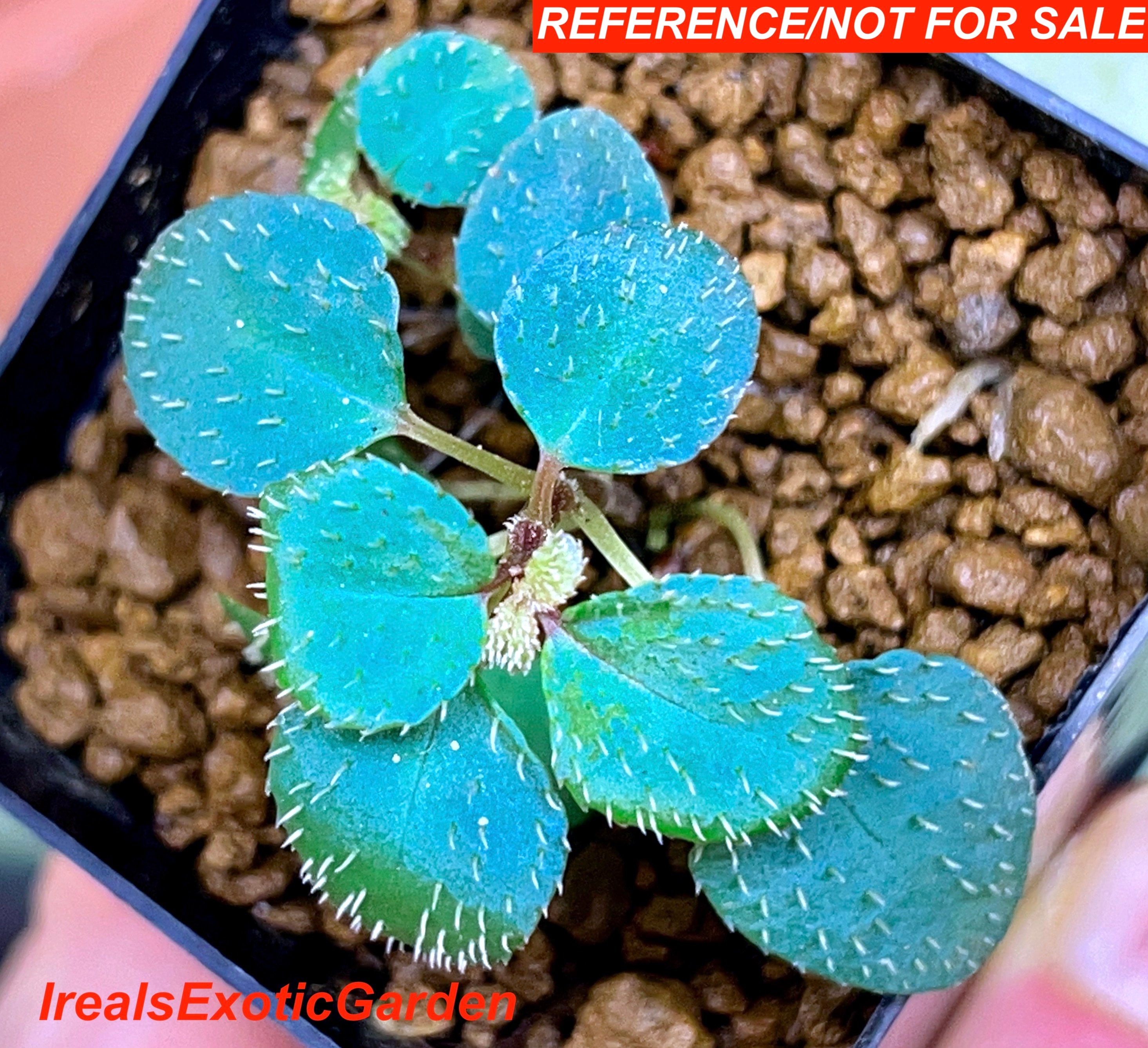 Sarcopyramis sp. parvifolia,iridescent foliage, terrarium