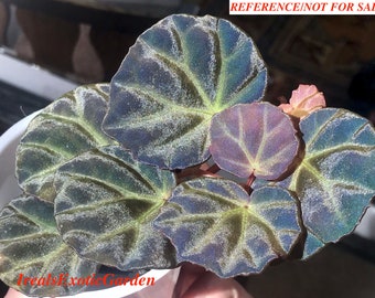 Begonia sp. Sarawak#2