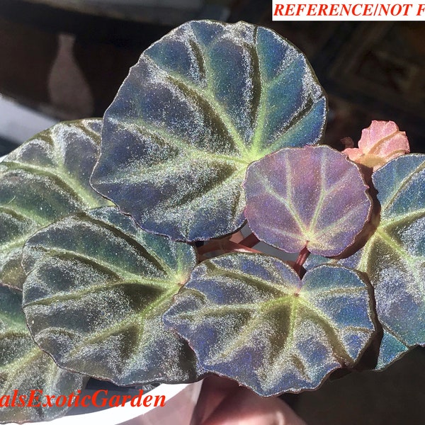 Begonia sp. Sarawak#2