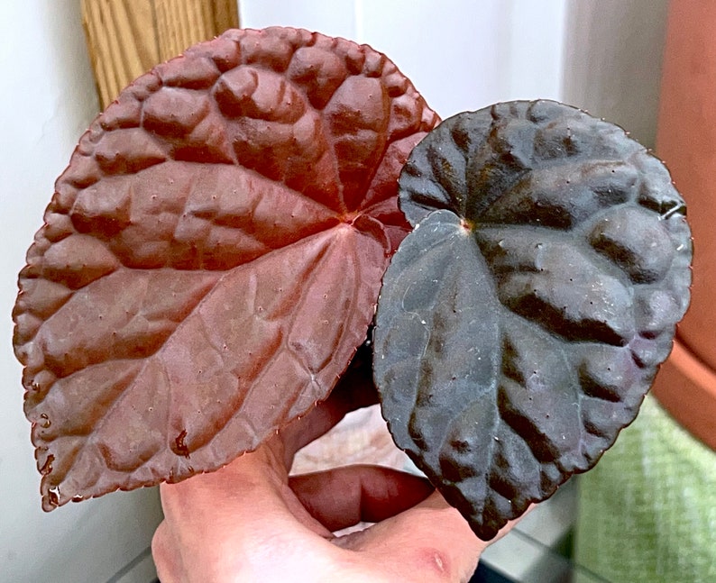 Begonia anisosepala, terrarium culture, RARE2 image 1