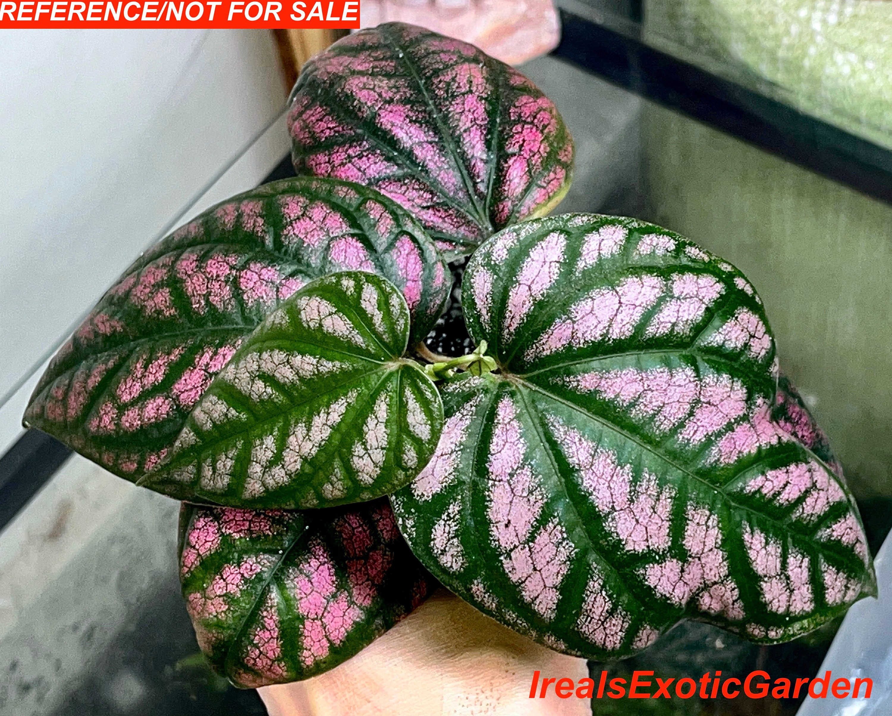 gloxinia plants Gloxinia 'Little Red' – Secret Garden Growers