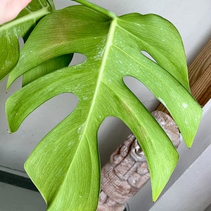 Variegated Monstera Albo Borsigiana TOP cutting image 4