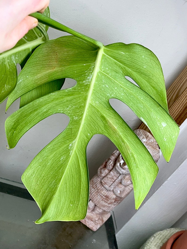 Variegated Monstera Albo Borsigiana TOP cutting image 4