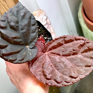 Begonia anisosepala, terrarium culture, RARE2 image 2