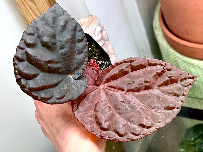 Begonia anisosepala, terrarium culture, RARE2 image 2