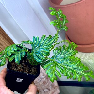 REVERTED Selaginella willdenowii variegated, NOn VARIEGATED offset, irirdescent, RARE1 image 4