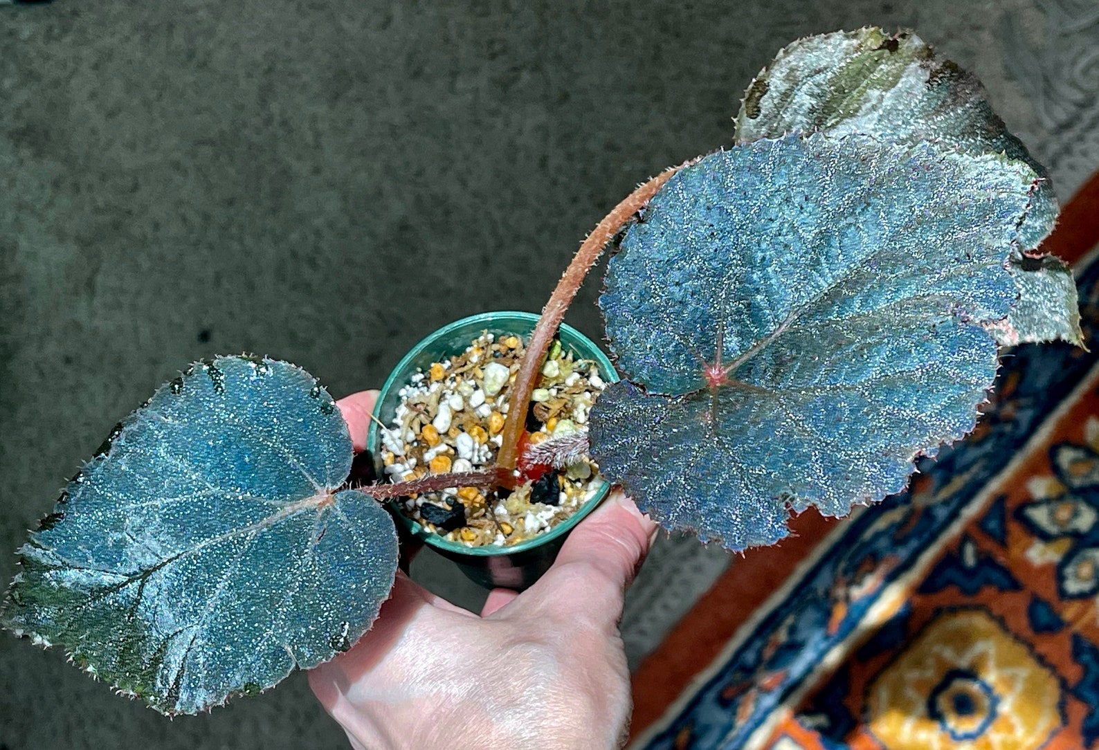Begonia U485 iridescent species terrarium culture RARE4 Etsy