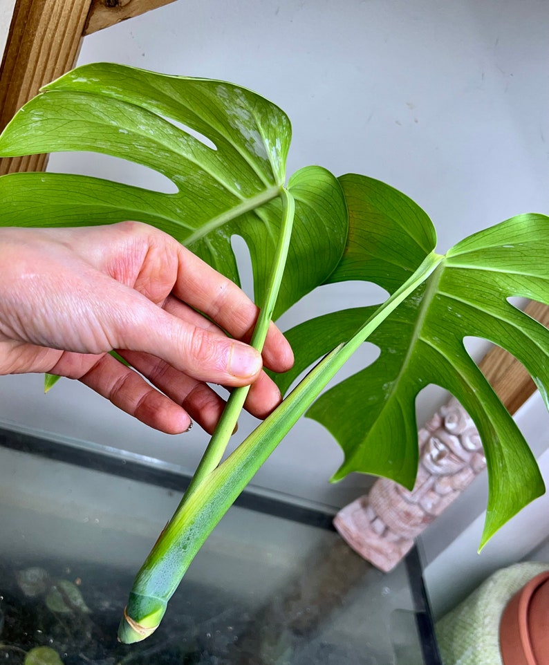 Variegated Monstera Albo Borsigiana TOP cutting image 3