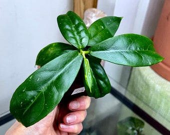 Hoya sp. buntok,2 heads, VERY RARE#1a