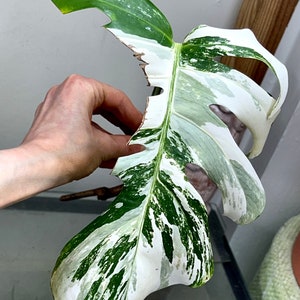 Variegated Monstera Albo Borsigiana rooted cutting image 1