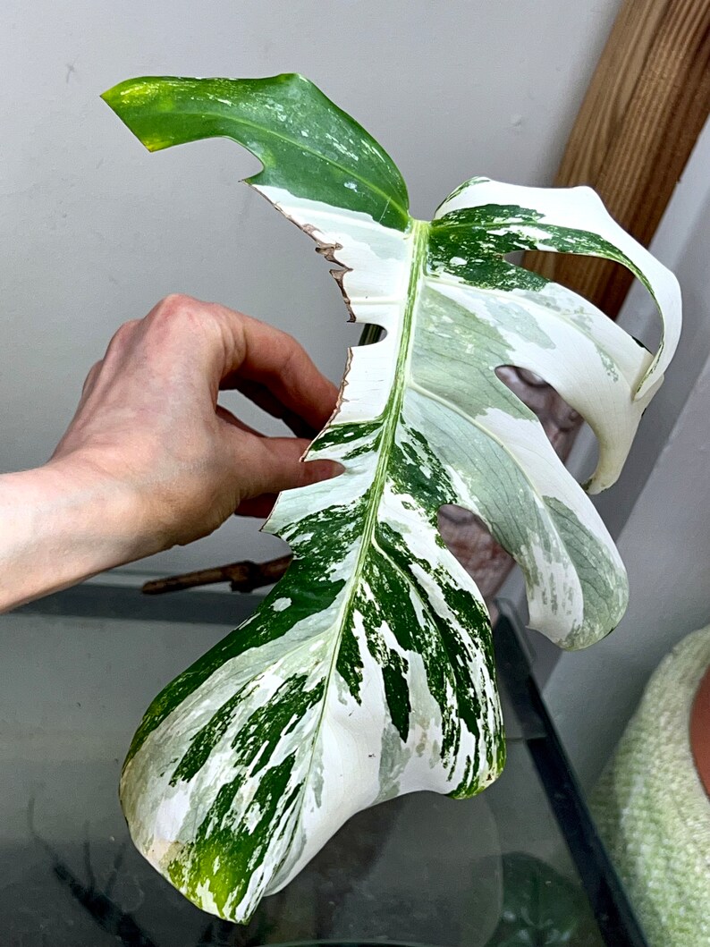 Variegated Monstera Albo Borsigiana rooted cutting image 1