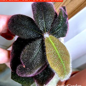 May include: Close-up of a plant with dark green leaves covered in small dots and edged with pink. One leaf is light green with a prominent central vein. The text "Ireals Exotic Garden" is visible.
