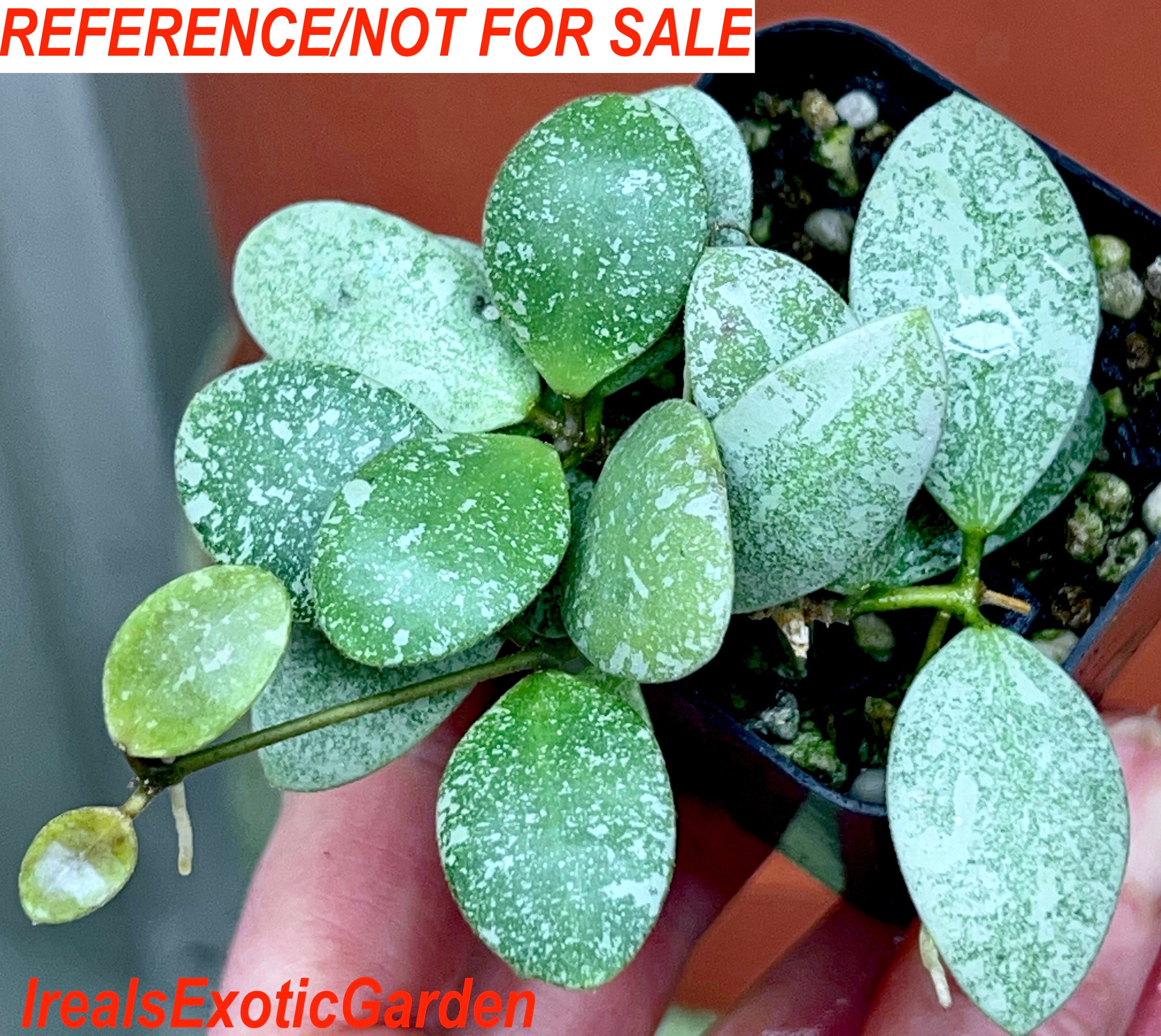 Hoya ETS-10, Super Silver Variegation! RARE #1 - Etsy