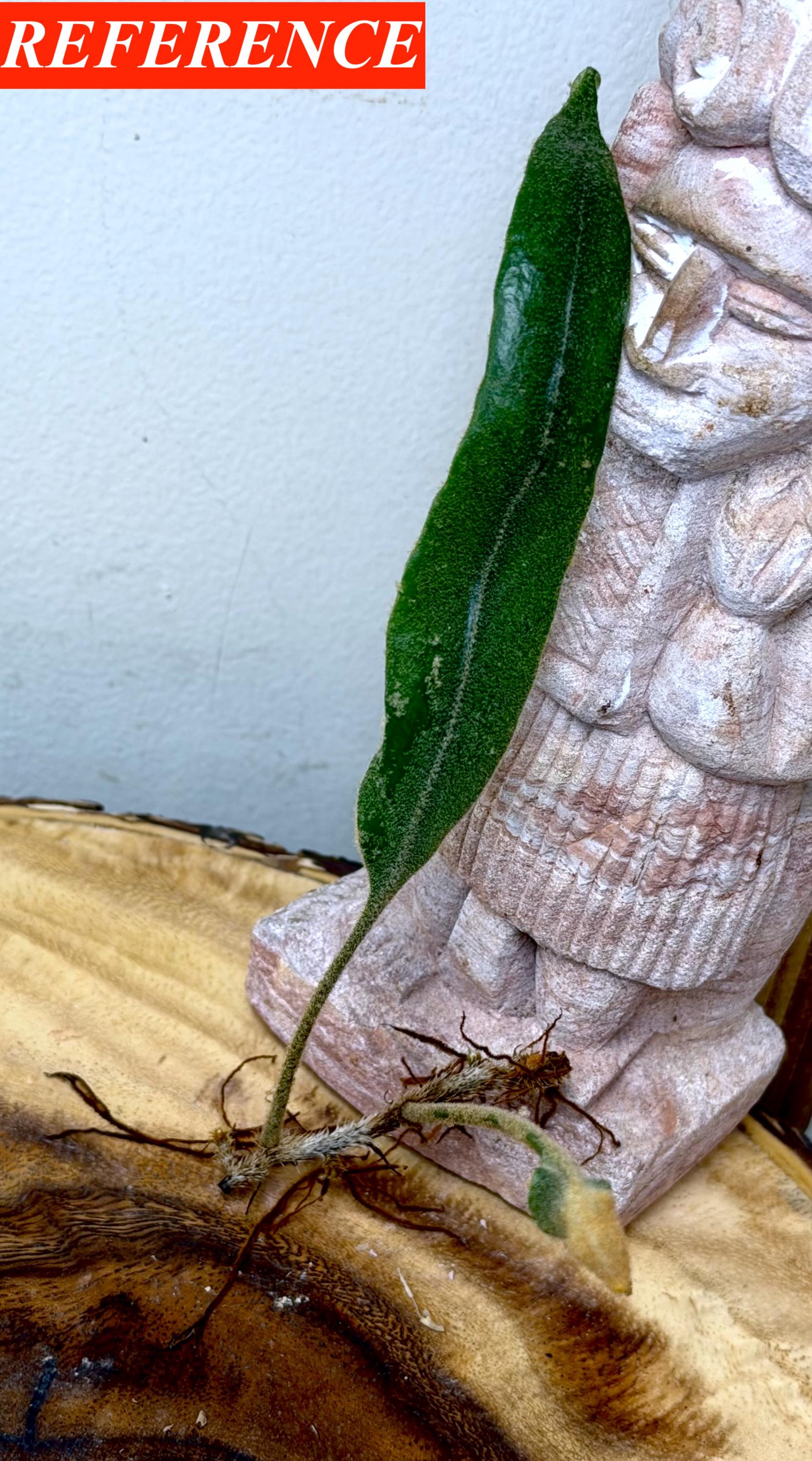 Pyrosis Cf.angustata, CUTTING Unrooted - Etsy