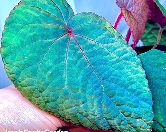 Begonia sp. Bac Kan, iridescent foliage, terrarium culture, RARE#P4