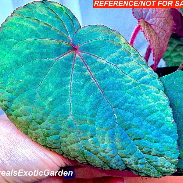 Begonia sp. Bac Kan, iridescent foliage, terrarium culture, RARE#5