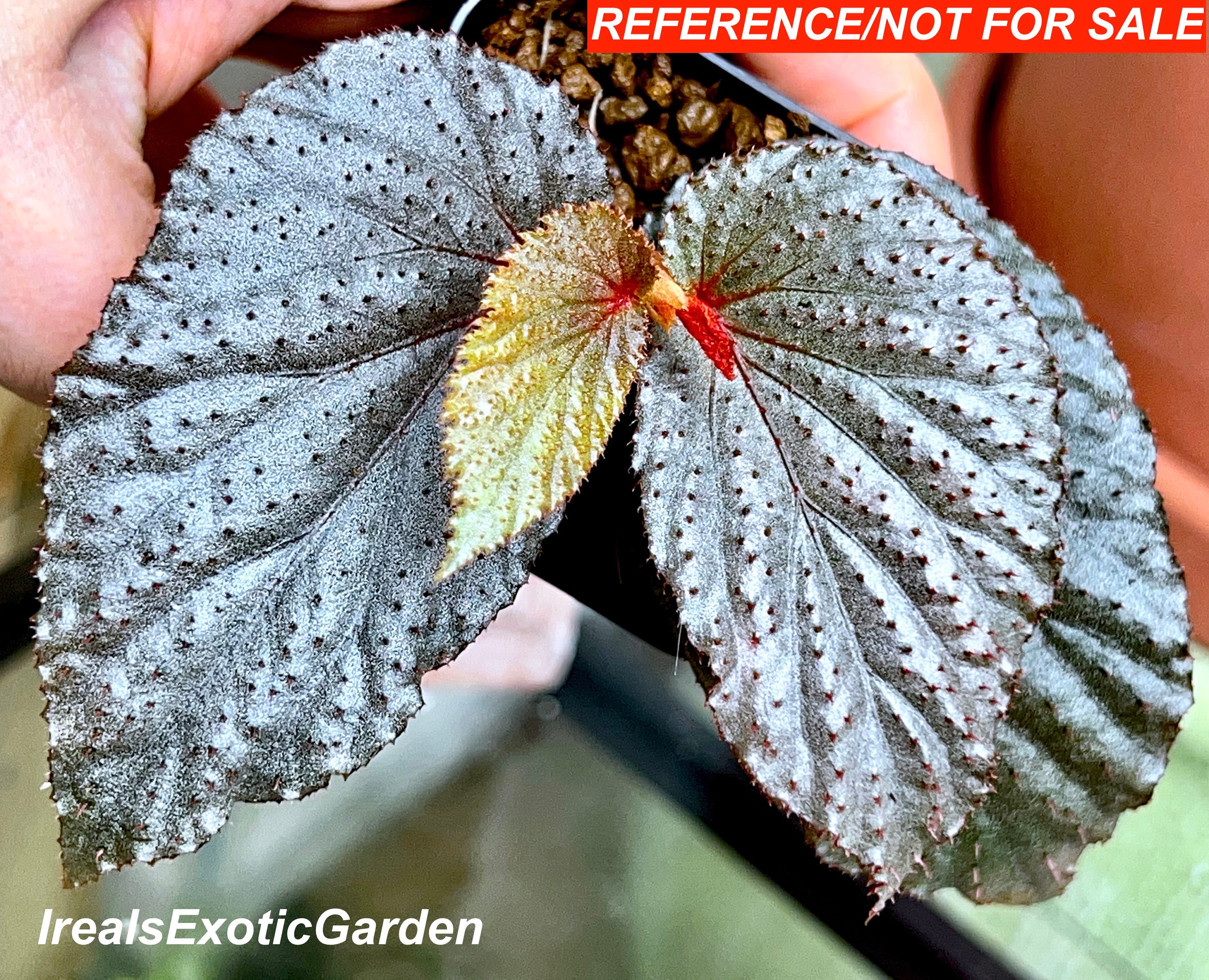 Begonia Lamriana Silver, Terrarium Culture, RARE#1/25 - Etsy